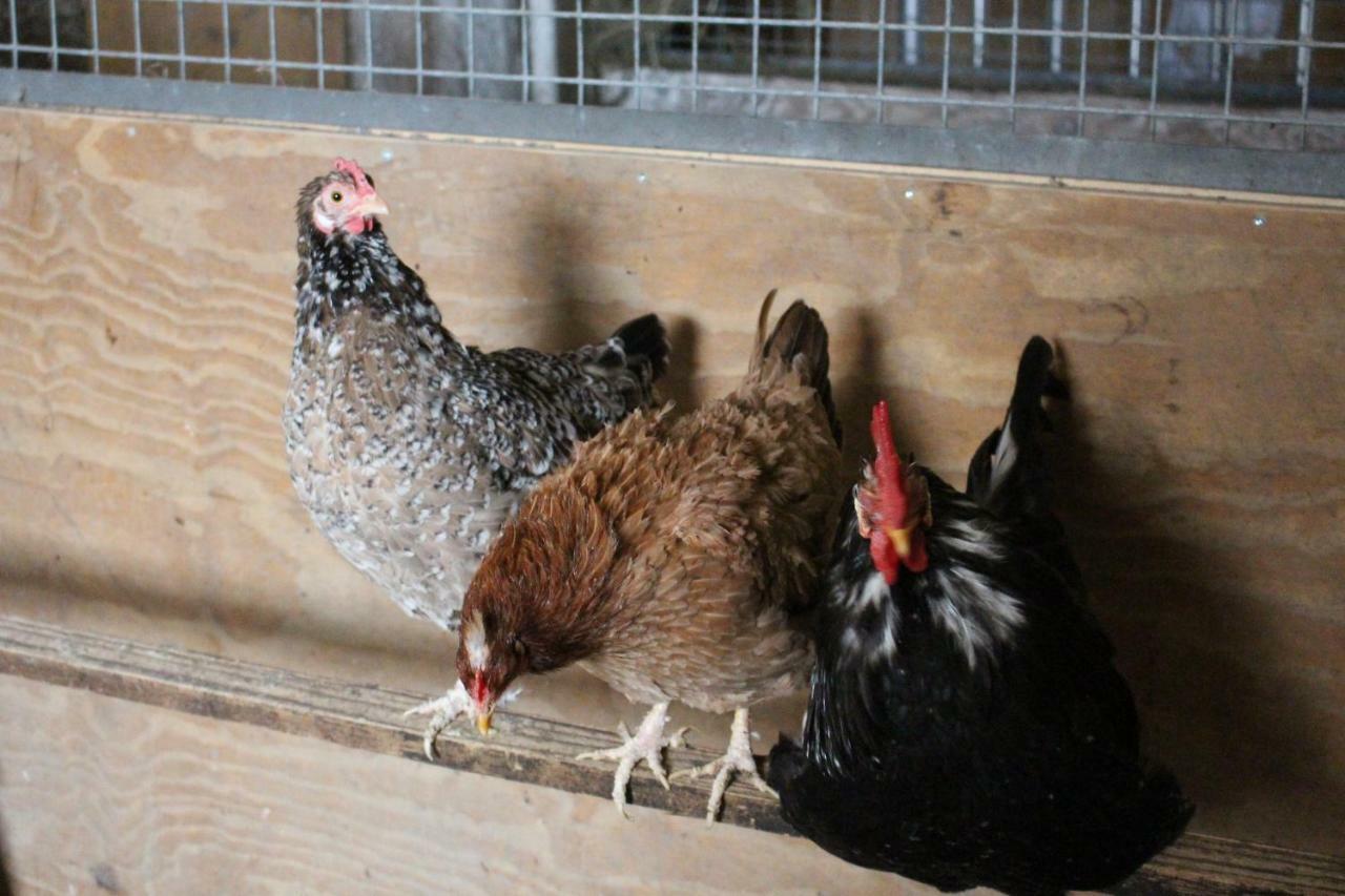 Ferienwohnung Am Bauernhof Zechner Heidi Flattach Eksteriør billede